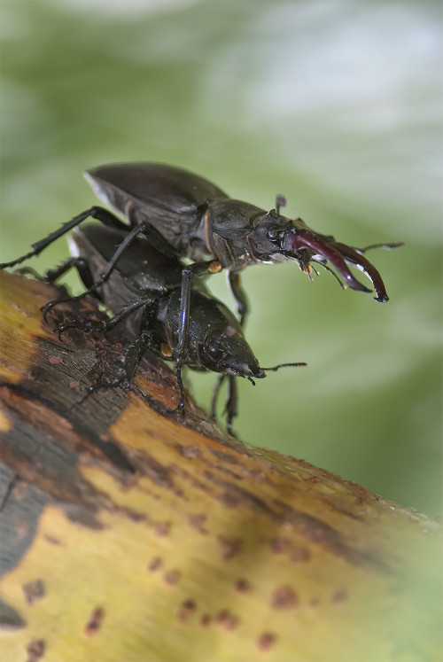 Párenie roháčov, Peter Fodor