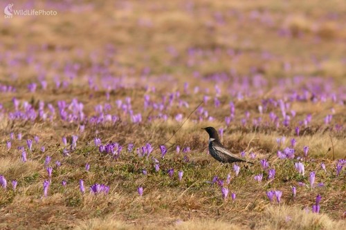 Kolohrivec v šafranoch, Vladimír Michalec