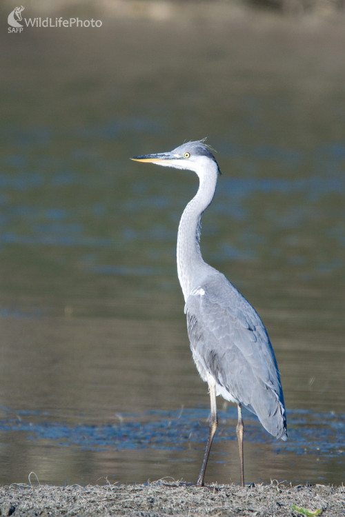 Volavka, Milan Čierny