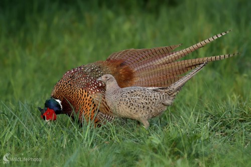 Bažant obyčajný -Phasianus colchicus, Martin Šabík