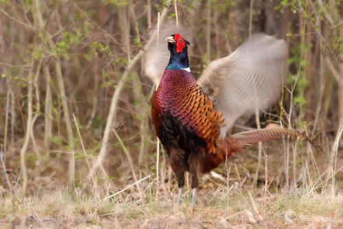 Bažant obyčajný -Phasianus colchicus, Martin Šabík