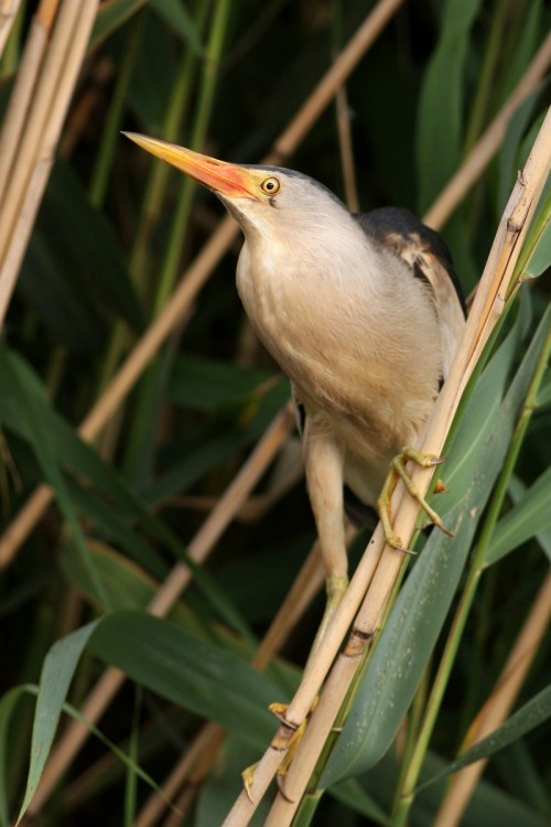 Bučiačik močiarny (Ixobrychus minutus), Martin Šabík