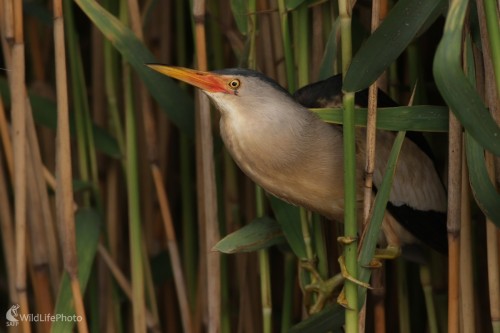 Bučiačik močiarny (Ixobrychus minutus), Martin Šabík