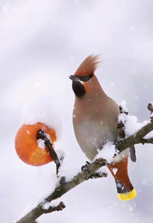 Vzácny hosť zo severu, Vladimír Michalec