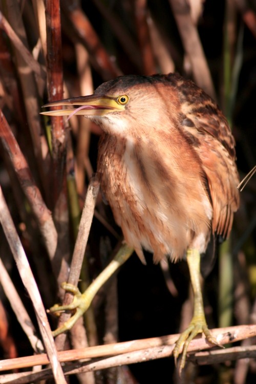 Bučiačik močiarny (Ixobrychus minutus), Martin Šabík