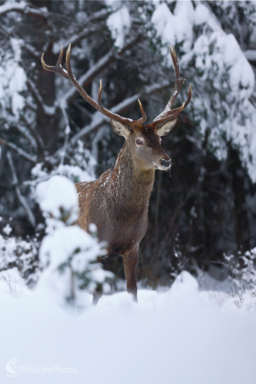 Vianočný  jelienok, Dominik Kalata