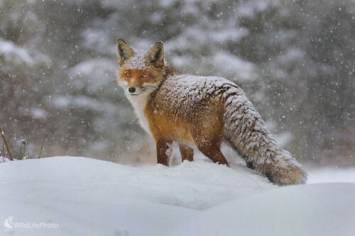 Kmotrička, Dominik Kalata