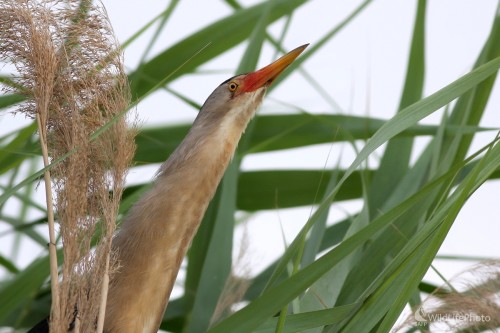 Bučiačik močiarny (Ixobrychus minutus), Martin Šabík