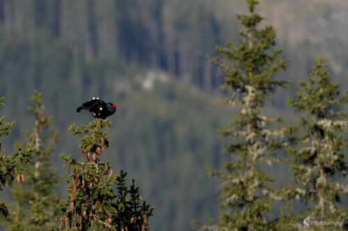 Slnečný tok tetrova, Dominik Kalata