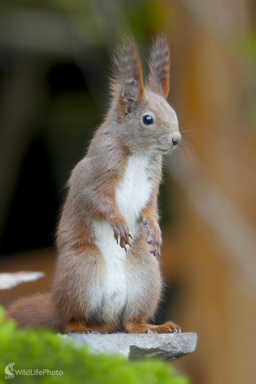 Veverica, Dominik Kalata