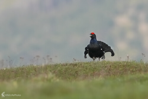 Tetrov, Dominik Kalata