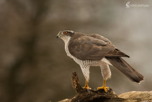Jastrab, Ľubomír Ondráško