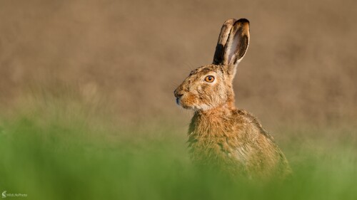 ... ranný kúpeľ v rose., Bohuš Číčel