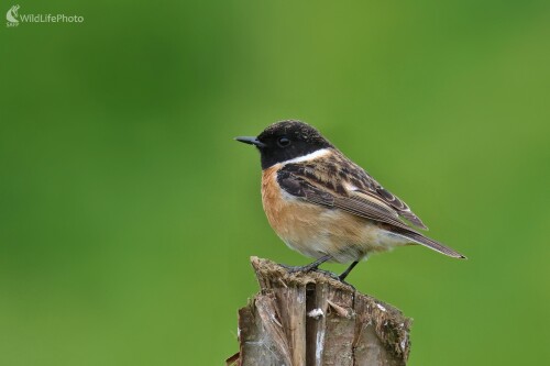 Pŕhľaviar čiernohlavý, Vladimír Michalec