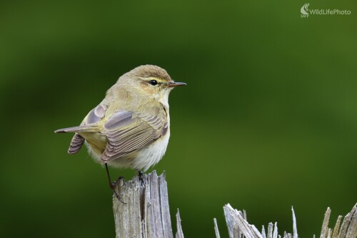 Kolibiarik čipčavý, Vladimír Michalec