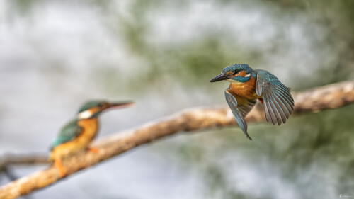 Rybárik riečny | Alcedo atthis, Michal Lučanský
