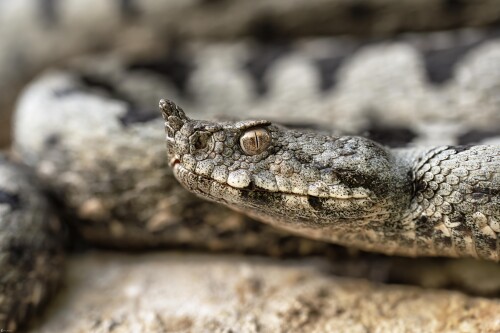 Vretenica rožkatá | Vipera ammodytes, Michal Lučanský