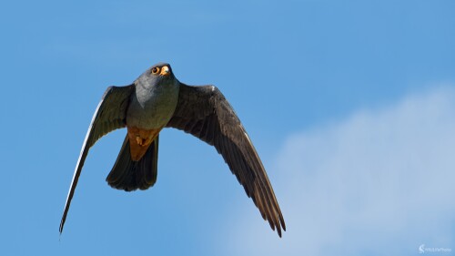 Gentleman v šedom fraku..., Bohuš Číčel