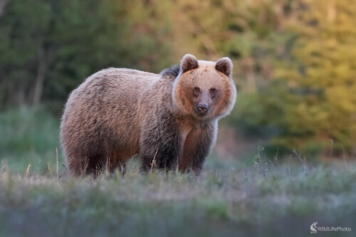 Medveď Hnedý, Dominik Kalata
