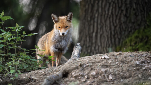 Líška hrdzavá | Vulpes vulpes, Michal Lučanský