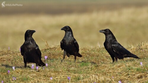 Jarné stretnutie krkavcov, Vladimír Michalec