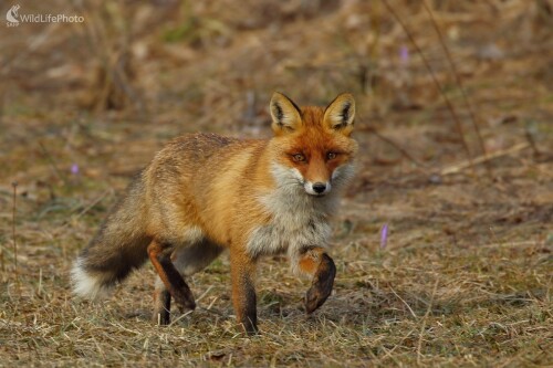 Jarná líška, Vladimír Michalec