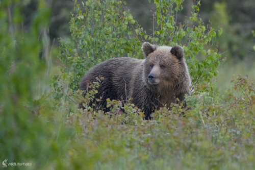 Medveď hnedý , Dominik Kalata