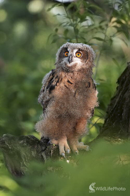 Výr lesný, Dominik Kalata