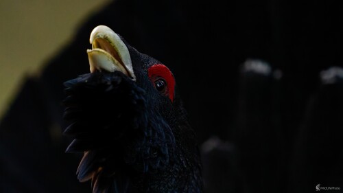 Blízke stretnutie iného druhu...., Bohuš Číčel