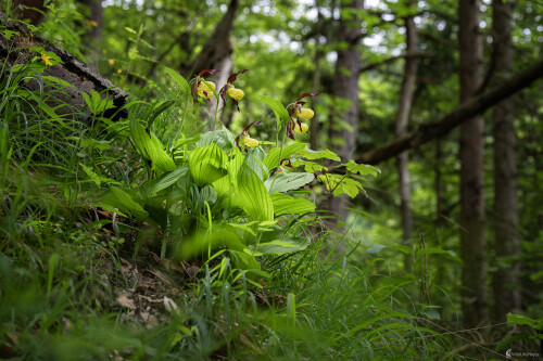 Črievičník papučkový | Cypripedium calceolus, Michal Lučanský