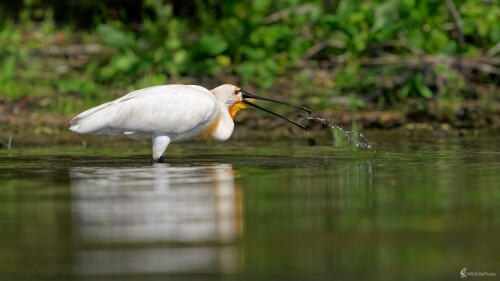 ... olovrant., Bohuš Číčel