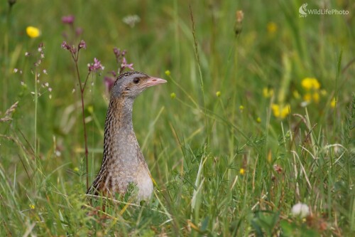 Chrapkáč, Vladimír Michalec