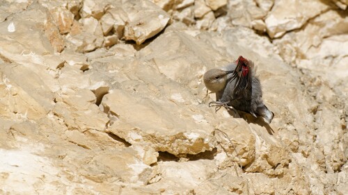 Skalné kráľovskto a jeho malý obyvateľ..., Bohuš Číčel
