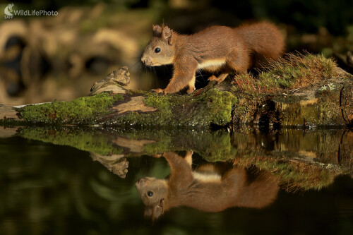 vera, Dominik Kalata