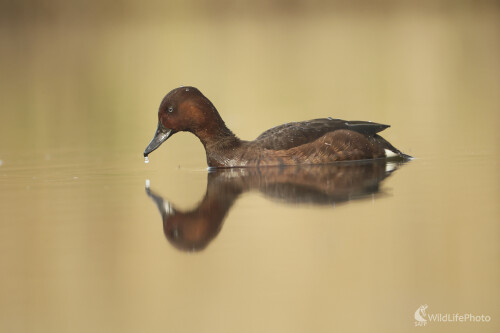 CHochlačka bielooká, Dominik Kalata