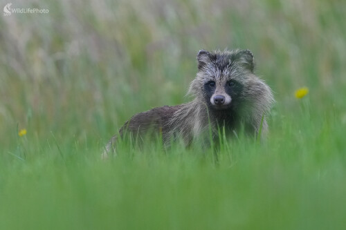 Psík medvedíkovitý, Dominik Kalata