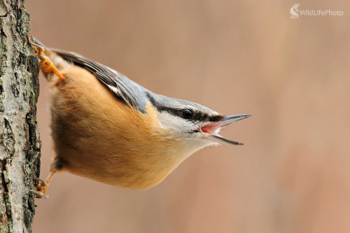 brhlík, Peter Jurík