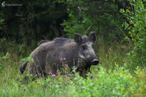 Diviačica v lete, Vladimír Michalec