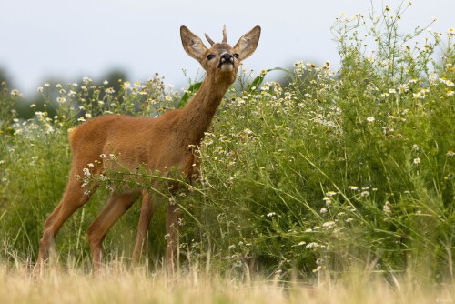 Srnček, Miroslav Vrabel