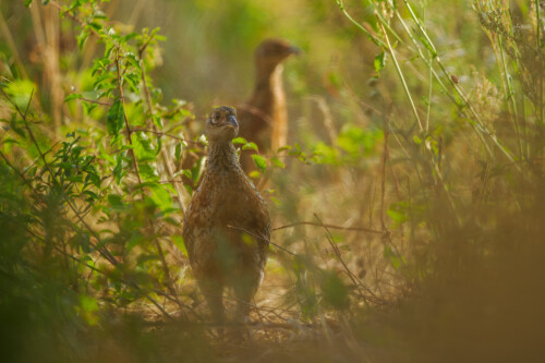 Vyrazili na potulky, Rasťo  Megyessi