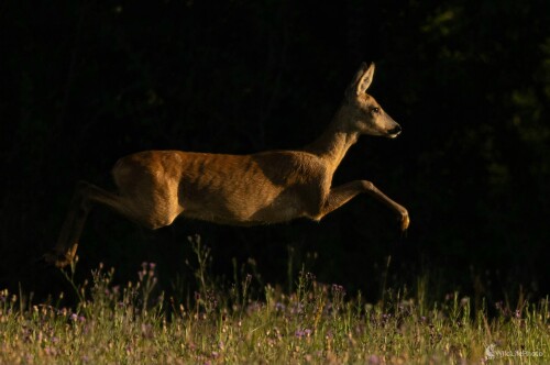 Srna, Miroslav Vrabel
