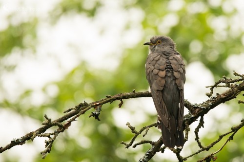 Kukuk, Ľubomír Ondráško