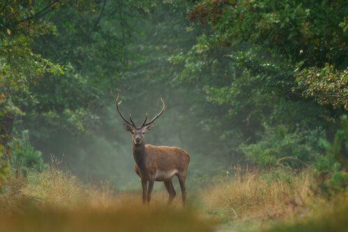 Len tak sa poflakoval, Rasťo  Megyessi