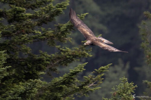 Orol skalný | Aquila chrysaetos | Golden eagle, Michal Lučanský