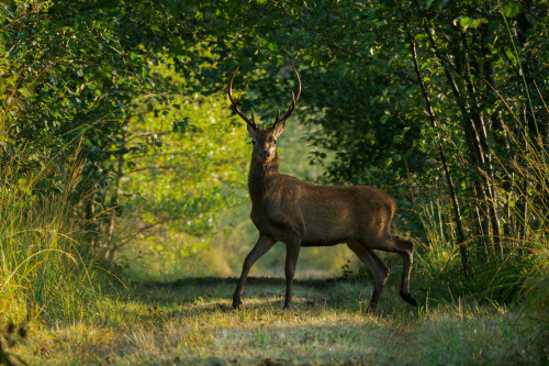 Opatrný a trochu nesvoj, Rasťo  Megyessi