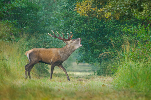 Tu som pán ja, Rasťo  Megyessi