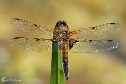 Vážka štvorškvrnná, Vladimír Michalec