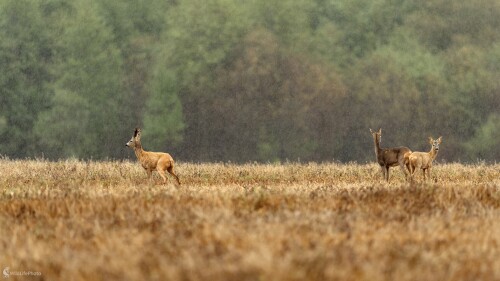 Večerná hygiena..., Bohuš Číčel