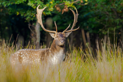 Strážil si územie, Rasťo  Megyessi