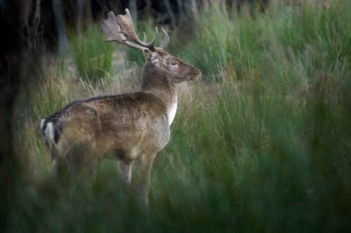 Pozorovateľ, Rasťo  Megyessi